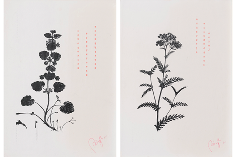 Dattilocodici Botanici, (1981). Stampa e dattiloscritto su carta, cm. 29,7x21 cad
